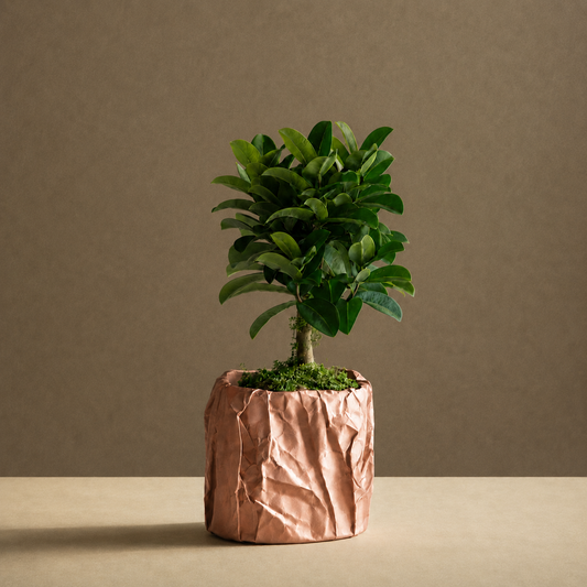 Kōpaki — Planter