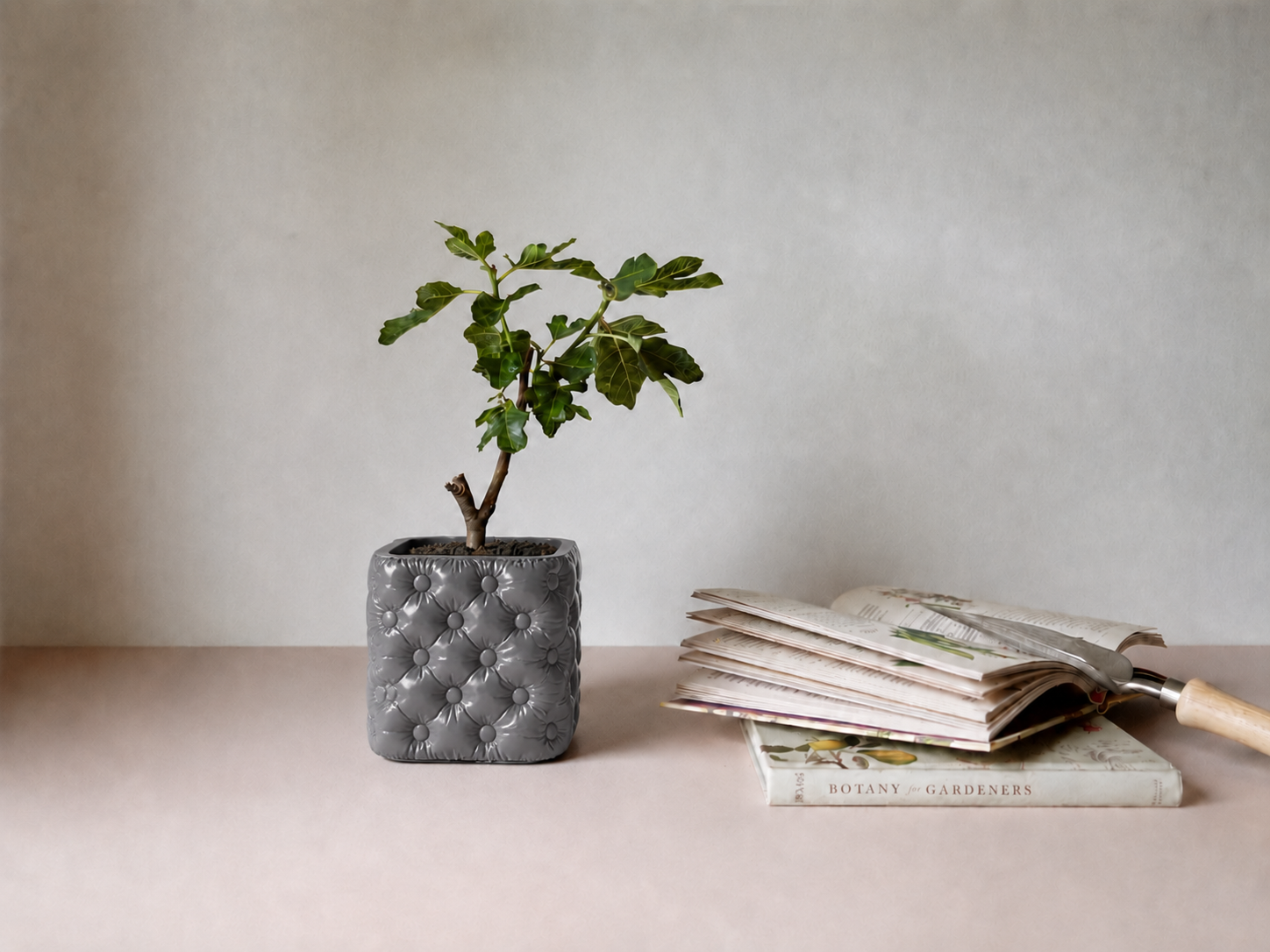 Hono tufted planter in Silk Grey, planted with a fig, LAYR, made in New Zealand