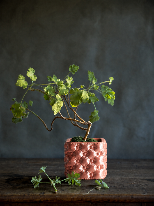 Hono tufted planter in Silk Rose Gold, planted with a geranium, LAYR, made in New Zealand