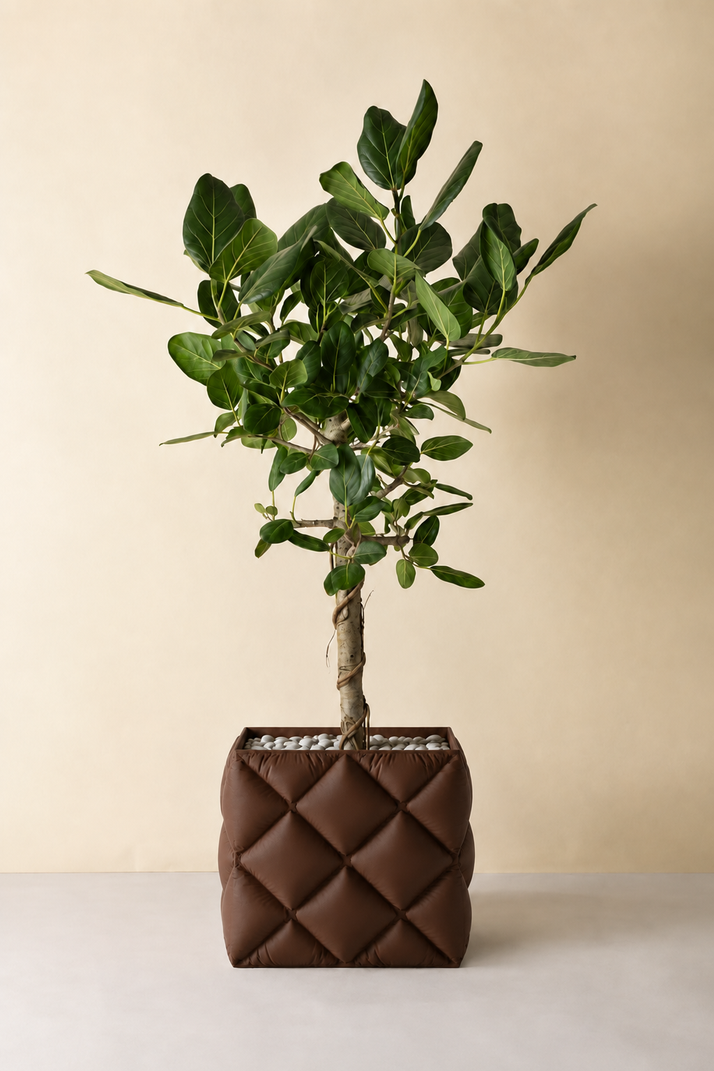 Kupenga quilted planter in Dark Brown, planted with a tall fig, LAYR, made in New Zealand