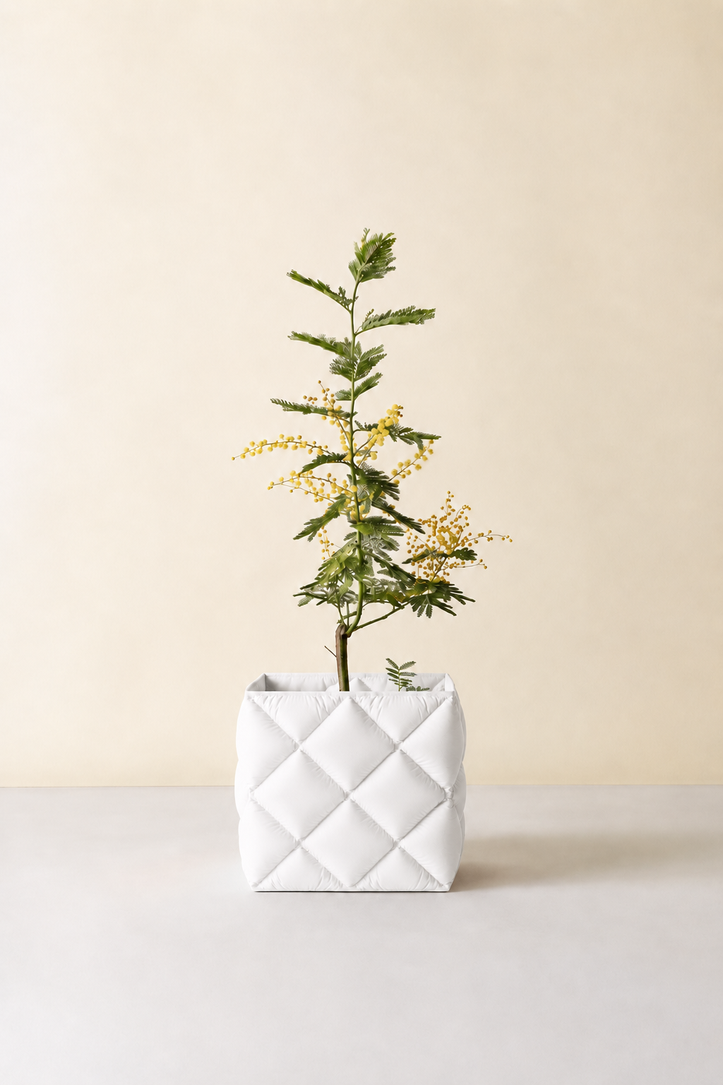 Kupenga quilted planter in White, planted with a mimosa, LAYR, made in New Zealand